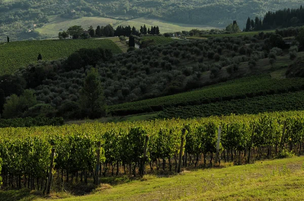 Green Vineyards Chianti Region Tuscany Italy — Stock Photo, Image