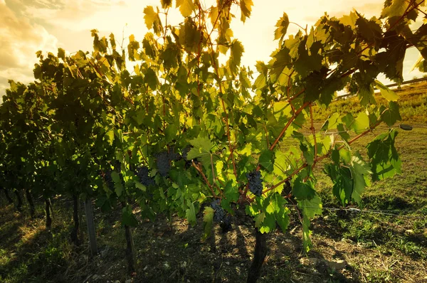 Green vineyards at sunset in Chianti region, Tuscany. Italy
