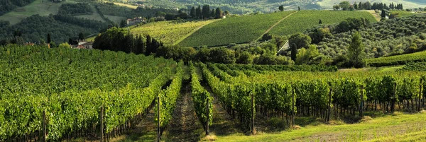 Green Vineyards Chianti Region Tuscany Italy — Stock Photo, Image