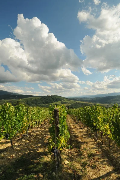 Green Vineyards Blue Cloudy Sky Pontassieve Florence Chianti Region Italy — Stock Photo, Image