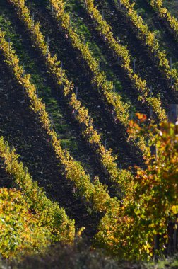 Chianti bölgesinde, Tuscany yeşil üzüm bağları gün batımında. İtalya