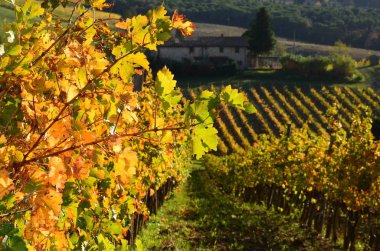Chianti bölgesinde, Tuscany yeşil üzüm bağları gün batımında. İtalya