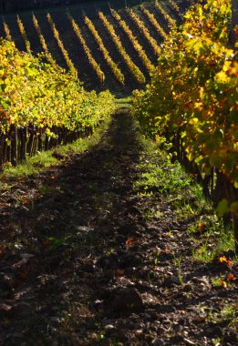 Chianti bölgesinde, Tuscany yeşil üzüm bağları gün batımında. İtalya
