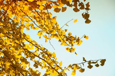 sarı ginkgo biloba ağacı sonbahar sezonu. İtalya Floransa