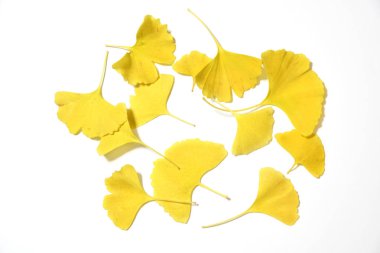 ginkgo biloba beyaz arka plan üzerinde izole sarı yaprakları