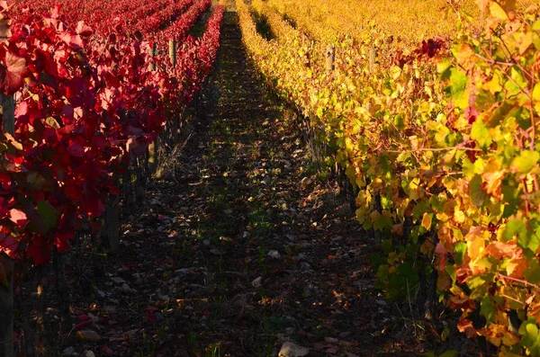 Vignobles Rouges Jaunes Dans Région Chianti Près Greve Chianti Florence — Photo