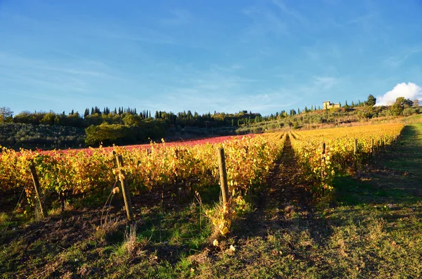 Červené Žluté Vinice Modrou Oblohou Regionu Chianti Poblíž Greve Chianti — Stock fotografie