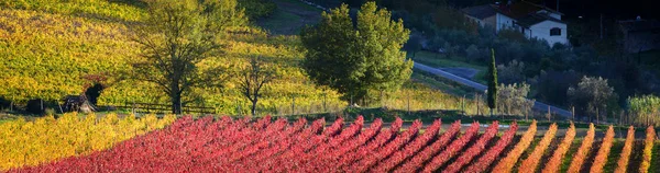 Krásné Červené Žluté Řádky Vinic Regionu Chianti Během Podzimní Sezóny — Stock fotografie