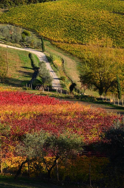 Florencia Noviembre 2018 Paisaje Toscano Con Viñedos Colores Durante Temporada —  Fotos de Stock