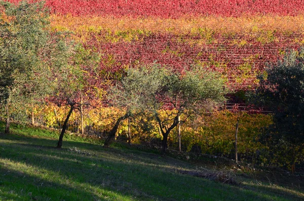 Red Yellow Vineyards Chianti Region Greve Chianti Florence Italy — Stock Photo, Image