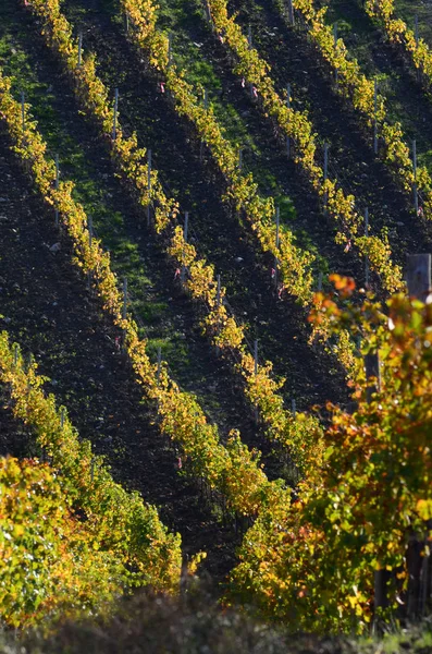 Зелений Виноградників Заході Сонця Регіоні Янті Тоскана Італія — стокове фото