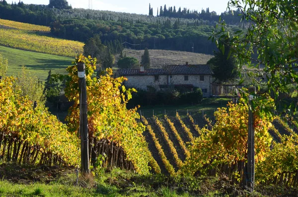 Grüne Weinberge Bei Sonnenuntergang Der Region Chianti Toskana Italien — Stockfoto