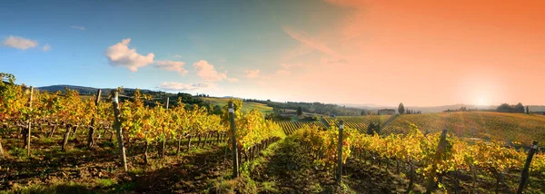 Rows of yellow vineyards at sunset in Chianti region near Florence during the colored autumn season. Tuscany in Italy