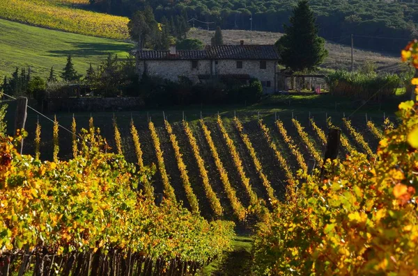 Viñedos Verdes Atardecer Región Chianti Toscana Italia —  Fotos de Stock