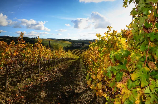 Tuscany Krajobraz Kolorowych Winnic Błękitne Niebo Sezonie Jesień Regionie Chianti — Zdjęcie stockowe