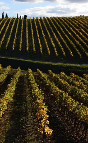 Rzędy Winnic Żółty Zachodzie Słońca Regionie Chianti Niedaleko Florencji Kolorach — Zdjęcie stockowe