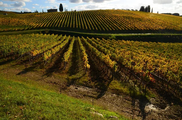 Rows Yellow Vineyards Blue Cloudy Sky Chianti Region Florence Colored — Stock Photo, Image