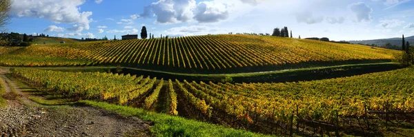 Žlutá Řádky Vinic Regionu Chianti Modrou Oblohou Během Podzimní Sezóny — Stock fotografie