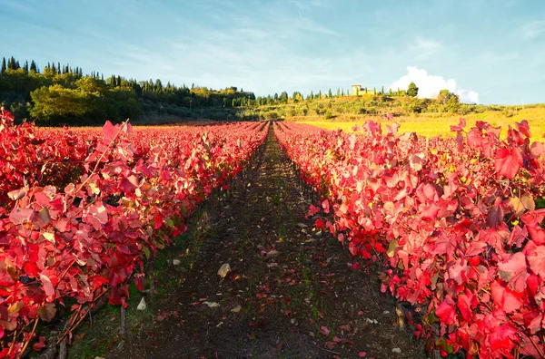 red and yellow vineyards with blue sky in Chianti region near Greve in Chianti (Florence), Italy.