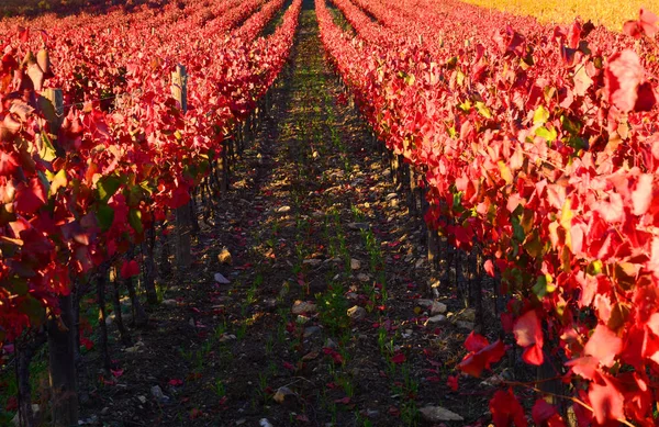 Vignobles Rouges Jaunes Dans Région Chianti Près Greve Chianti Florence — Photo