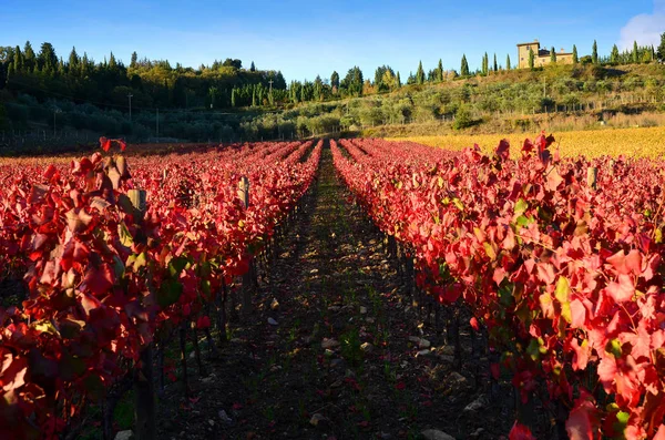 red and yellow vineyards with blue sky in Chianti region near Greve in Chianti (Florence), Italy.