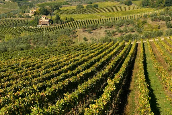 Weinberge Der Toskana Der Nähe Von Castellina Chianti Siena Italien — Stockfoto