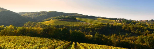 Barisan Kebun Anggur Toscana Dekat Castellina Chianti Siena Italia — Stok Foto