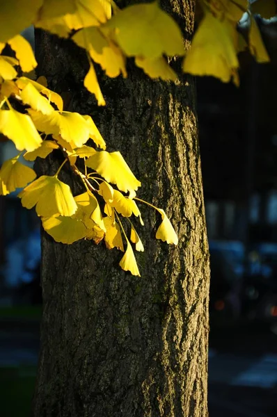 Желтое Дерево Гинкго Билоба Осенний Сезон Флоренция Италии — стоковое фото