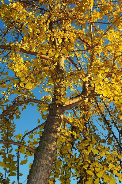 Желтое Дерево Гинкго Билоба Осенний Сезон Флоренция Италии — стоковое фото