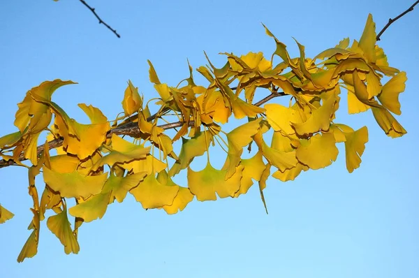 Ginkgo Amarelo Biloba Árvore Temporada Outono Florença Itália — Fotografia de Stock