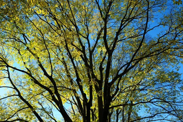 Желтые Листья Деревьях — стоковое фото