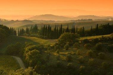 Tuscany, yatay, zeytin ağaçları ve selvi Castellina in Chianti (Siena) yakınındaki gün batımında. İtalya