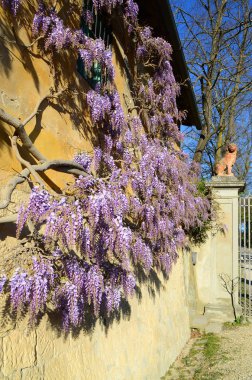 Mor Wisteria Bloom. Florence, İtalya.
