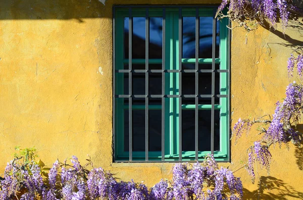 美丽的紫色紫藤花盛开的房子与绿色的窗户和黄色的墙壁 意大利佛罗伦萨 — 图库照片