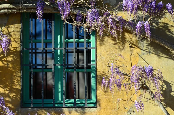 Kwiaty Piękne Glicynii Fioletowej Kwitną Dom Windows Zielone Żółte Ściany — Zdjęcie stockowe