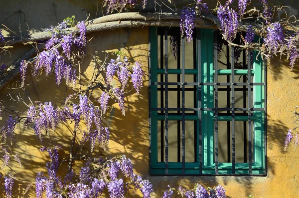 Kwiaty Piękne Glicynii Fioletowej Kwitną Dom Windows Zielone Żółte Ściany — Zdjęcie stockowe