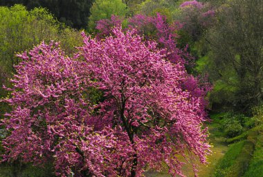 Floransa 'da Bardini bahçesinde Meksika Redbud ağacı Springtime Blossoms (Judas Tree). Bahar sezonu. İtalya