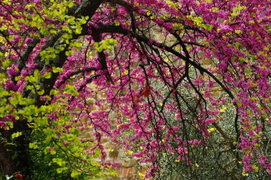 Meksika Redbud ağacı bahar çiçekleri. Cercis Siliquastrum.