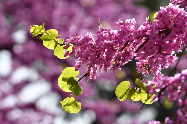 Der Mexikanische Rotknospenbaum Blüht Frühling Nahaufnahme Auf Blumen — Stockfoto
