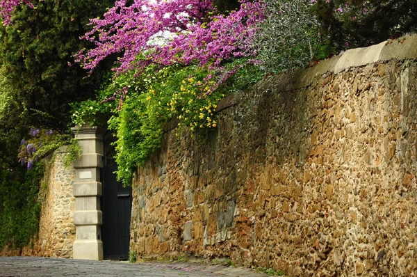 Oude Straat Met Stenen Muur Paarse Bloeiende Bomen Judas Bomen — Stockfoto