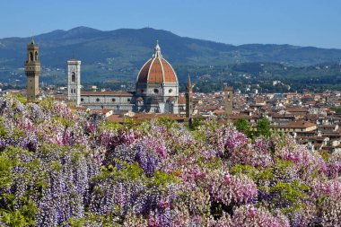 Santa Maria del Fiore Katedrali'nin muhteşem manzarası ve Giotto'nun Floransa'daki çan kulesi, mor çiçekli bir wisteria ile ön plandadır. İtalya