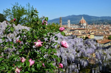 Ön planda mor çiçek açan wisteria ve Pembe Güller ile Floransa'daki ünlü Santa Maria del Fiore Katedrali'nin güzel manzarası. İtalya.