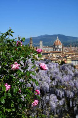 Ön planda mor çiçek açan wisteria ve Pembe Güller ile Floransa'daki ünlü Santa Maria del Fiore Katedrali'nin güzel manzarası. İtalya.