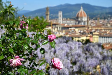 Ön planda mor çiçek açan wisteria ve Pembe Güller ile Floransa'daki ünlü Santa Maria del Fiore Katedrali'nin güzel manzarası. İtalya.