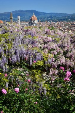 Santa Maria del Fiore Katedrali'nin muhteşem manzarası ve Giotto'nun Floransa'daki çan kulesi, mor çiçekli bir wisteria ile ön plandadır. İtalya