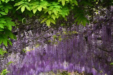 Çiçek açan güzel mor wisteria. Floransa Piazzale Michelangelo yakınlarındaki bir bahçede çiçek açan wisteria tünel, İtalya.
