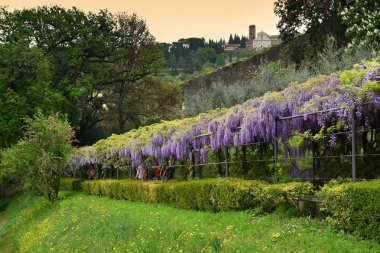 Çiçek açan güzel mor wisteria. Floransa'da Piazzale Michelangelo ve arka planda San Miniato Kilisesi yakınlarındaki bir bahçede çiçek açan wisteria tünel. İtalya.