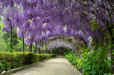 Çiçek açan güzel mor wisteria. Floransa Piazzale Michelangelo yakınlarındaki bir bahçede çiçek açan wisteria tünel, İtalya.