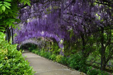 Çiçek açan güzel mor wisteria. Floransa Piazzale Michelangelo yakınlarındaki bir bahçede çiçek açan wisteria tünel, İtalya.