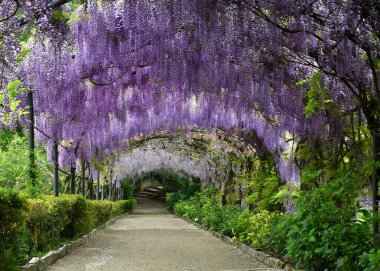 Çiçek açan güzel mor wisteria. Floransa Piazzale Michelangelo yakınlarındaki bir bahçede çiçek açan wisteria tünel, İtalya.